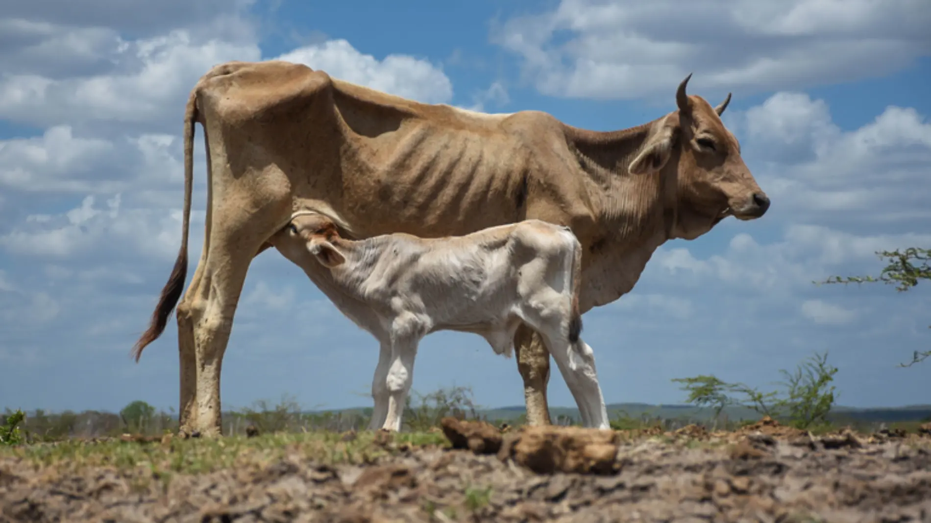 Vacas-Gusano Barrenador